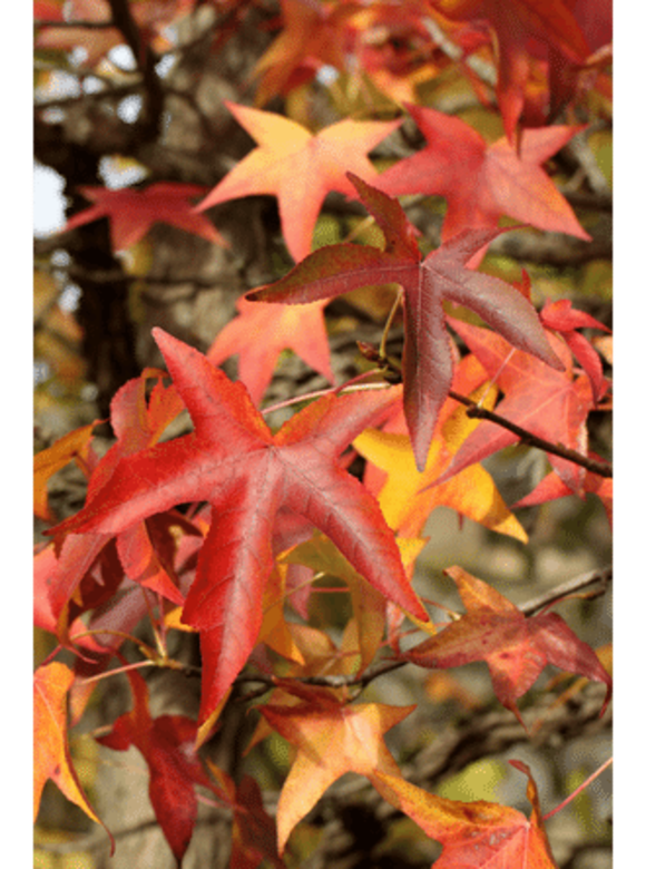 Amerikanischer Amberbaum | Liquidambar styraciflua Amerikanischer Amberbaum | Liquidambar styraciflua