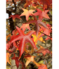 Amerikanischer Amberbaum | Liquidambar styraciflua