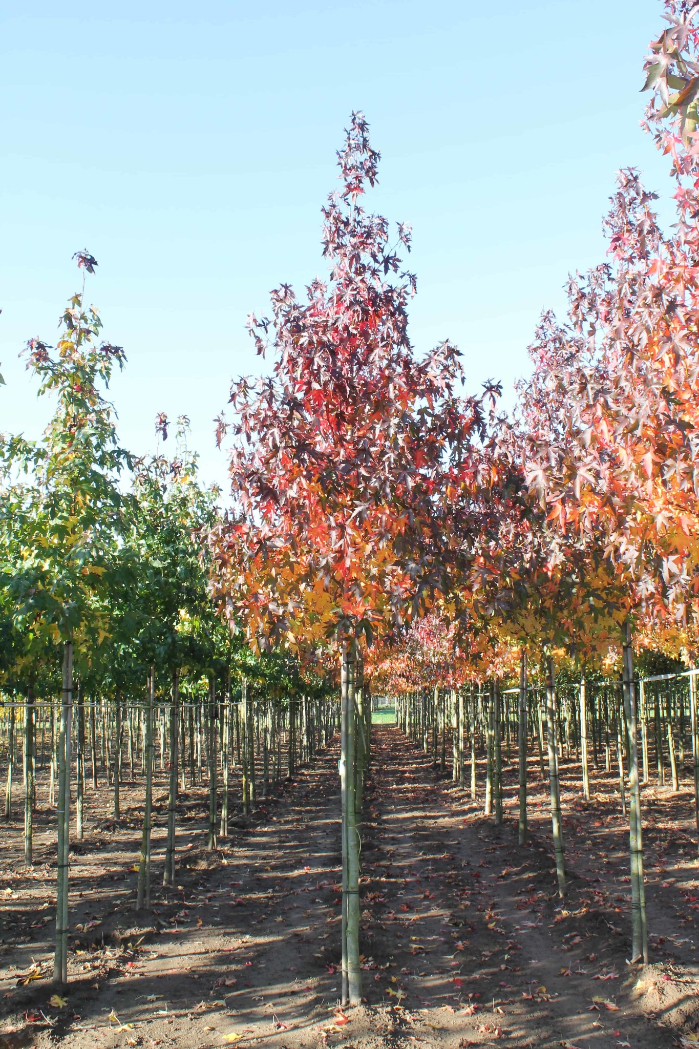 Bäume mit schöner Herbstfärbung Bäume mit schöner Herbstfärbung