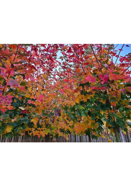 Spitzahorn 'Pacific Sunset' | Acer truncatum 'Pacific Sunset'