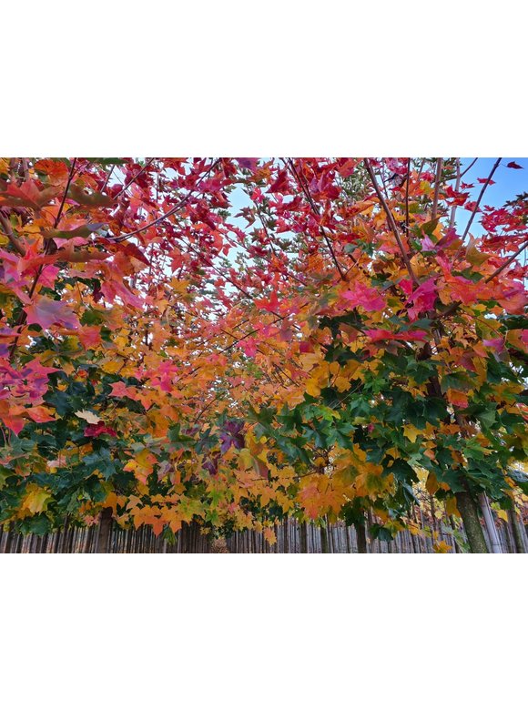 Spitzahorn 'Pacific Sunset' | Acer truncatum 'Pacific Sunset' Spitzahorn 'Pacific Sunset' | Acer truncatum 'Pacific Sunset'