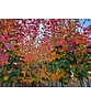 Spitzahorn 'Pacific Sunset' | Acer truncatum 'Pacific Sunset'