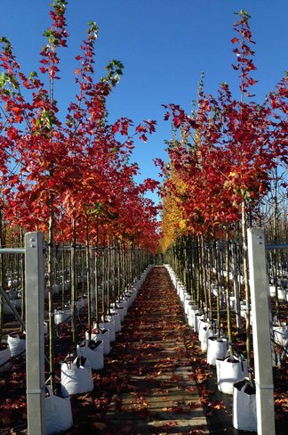 Spitzahorn 'Pacific Sunset' | Acer truncatum 'Pacific Sunset'