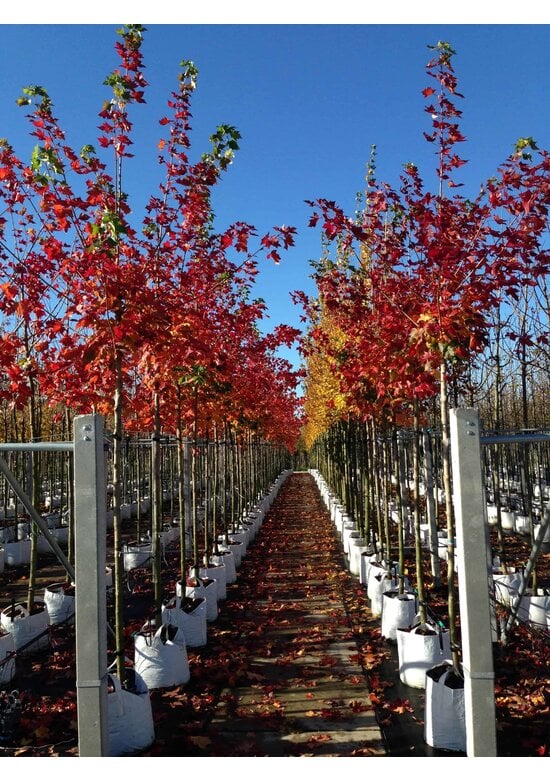 Spitzahorn 'Pacific Sunset' | Acer truncatum 'Pacific Sunset'