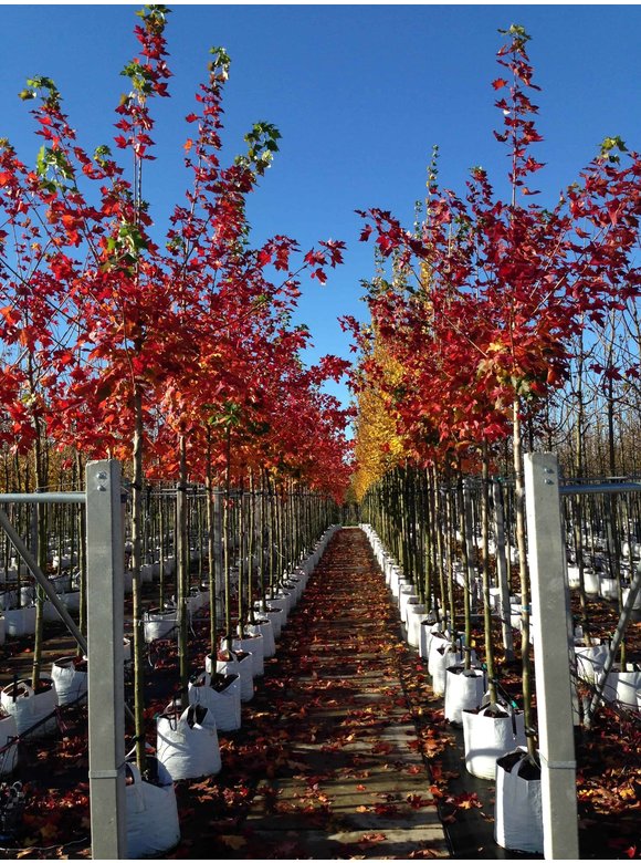 Spitzahorn 'Pacific Sunset' | Acer truncatum 'Pacific Sunset' Spitzahorn 'Pacific Sunset' | Acer truncatum 'Pacific Sunset'