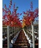 Spitzahorn 'Pacific Sunset' | Acer truncatum 'Pacific Sunset'