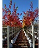 Spitzahorn 'Pacific Sunset' | Acer truncatum 'Pacific Sunset' Spitzahorn 'Pacific Sunset' | Acer truncatum 'Pacific Sunset'