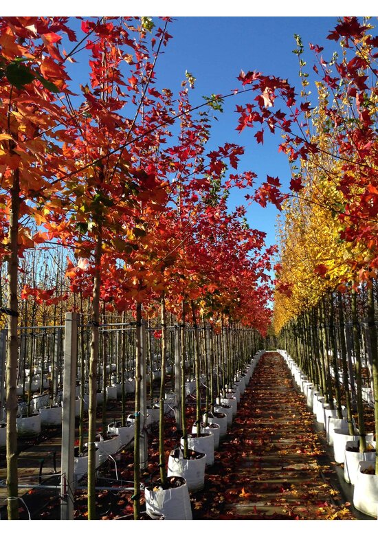Spitzahorn 'Pacific Sunset' | Acer truncatum 'Pacific Sunset' Spitzahorn 'Pacific Sunset' | Acer truncatum 'Pacific Sunset'