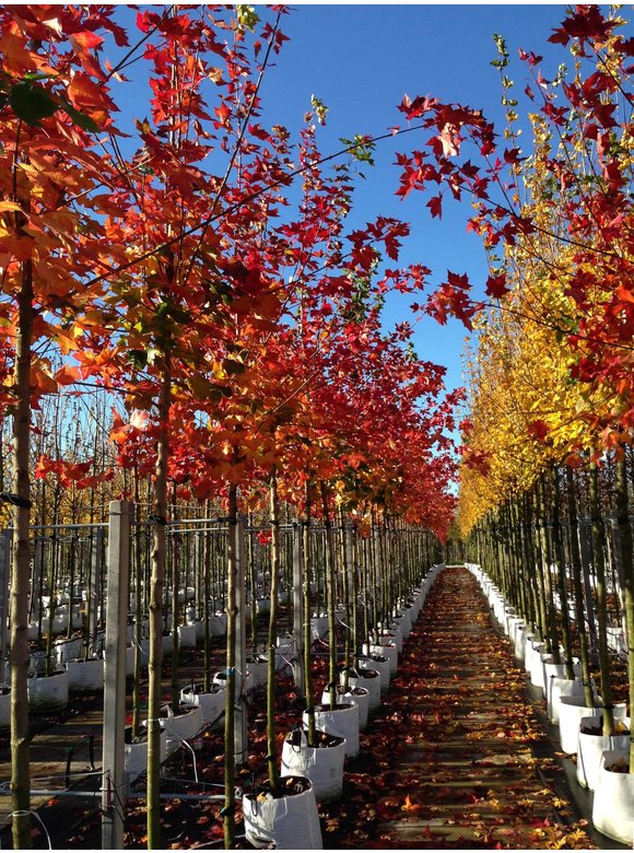 Spitzahorn 'Pacific Sunset' | Acer truncatum 'Pacific Sunset' Spitzahorn 'Pacific Sunset' | Acer truncatum 'Pacific Sunset'