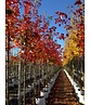 Spitzahorn 'Pacific Sunset' | Acer truncatum 'Pacific Sunset' Spitzahorn 'Pacific Sunset' | Acer truncatum 'Pacific Sunset'