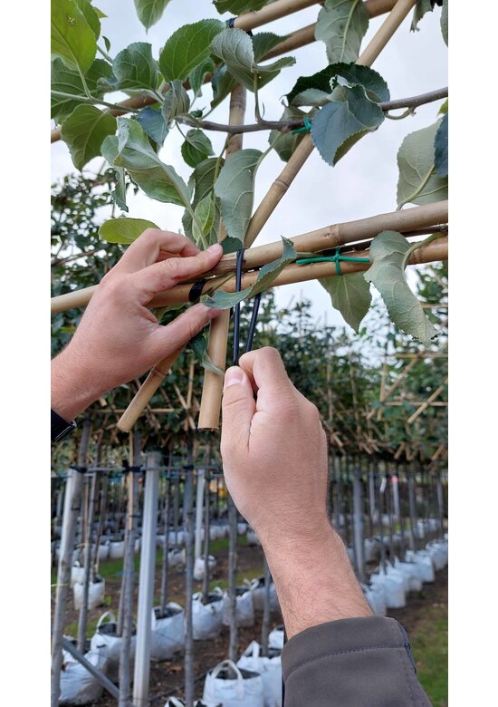 Verbindungsset Spalierbäume