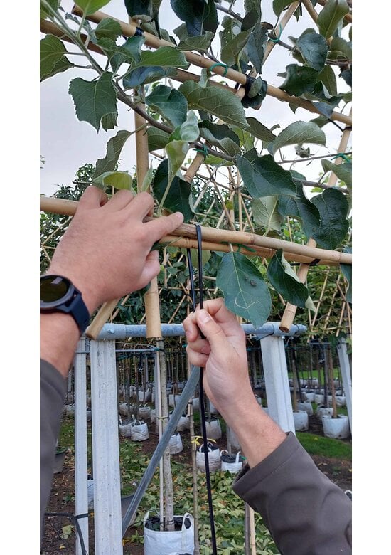 Verbindungsset Spalierbäume