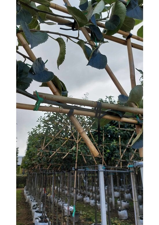 Verbindungsset Spalierbäume