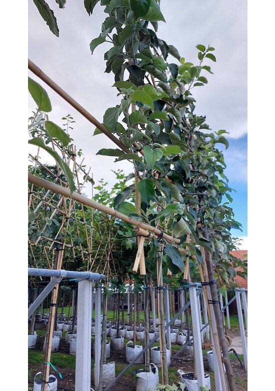 Verbindungsset Spalierbäume