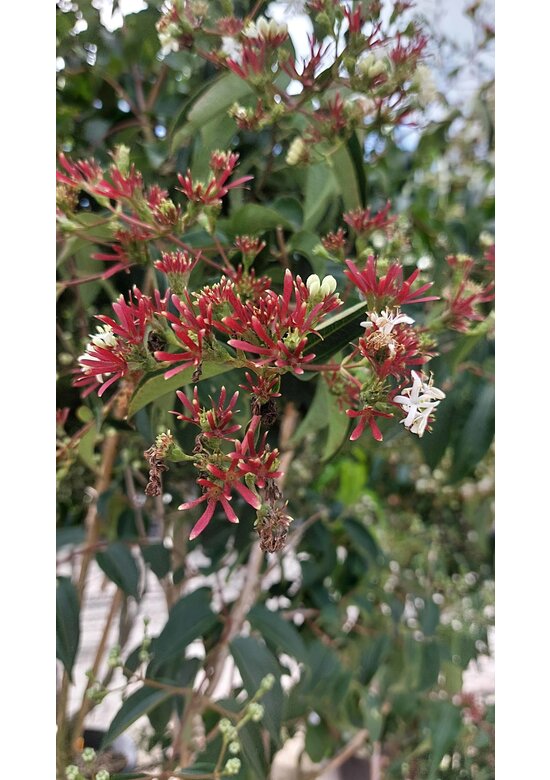 Sieben-Söhne-des-Himmels-Strauch - mehrstämmig | Heptacodium miconioides