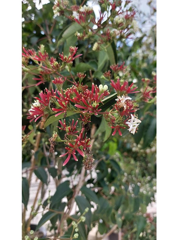 Sieben-Söhne-des-Himmels-Strauch - Mehrstämmig | Heptacodium miconioides Sieben-Söhne-des-Himmels-Strauch - Mehrstämmig | Heptacodium miconioides