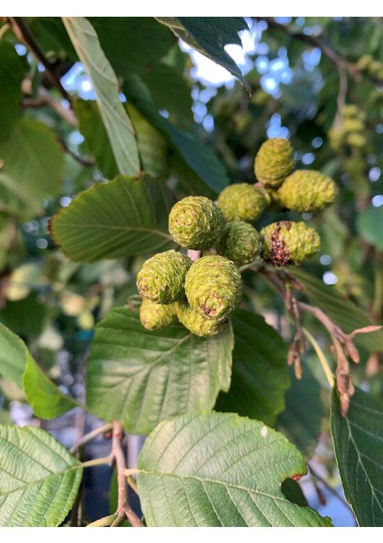 Grauerle - Weißerle | Alnus incana