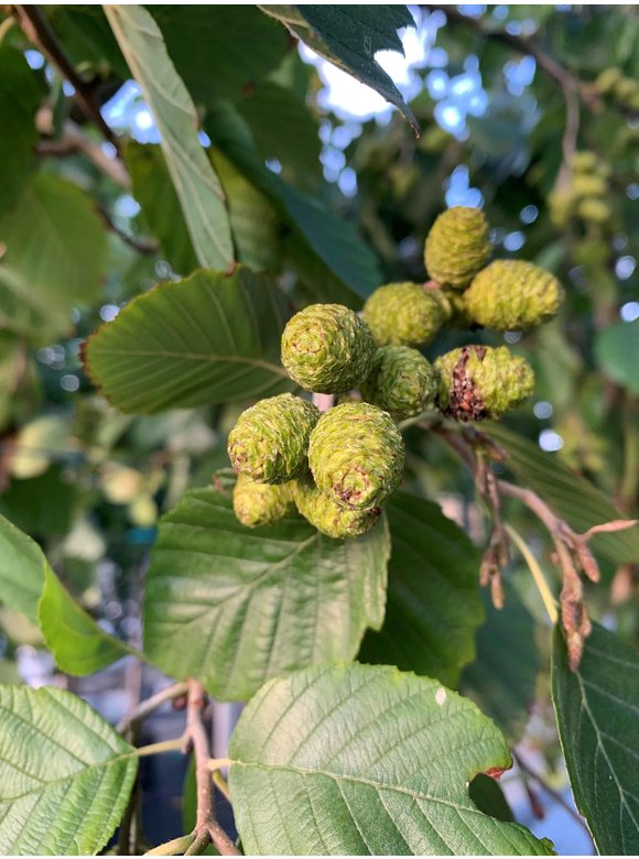 Grau-Erle - Weiß-Erle | Alnus incana Grau-Erle - Weiß-Erle | Alnus incana