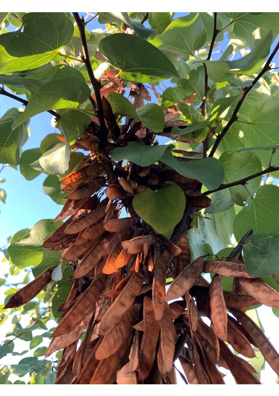 Gewönliche Judasbaum | Cercis siliquastrum