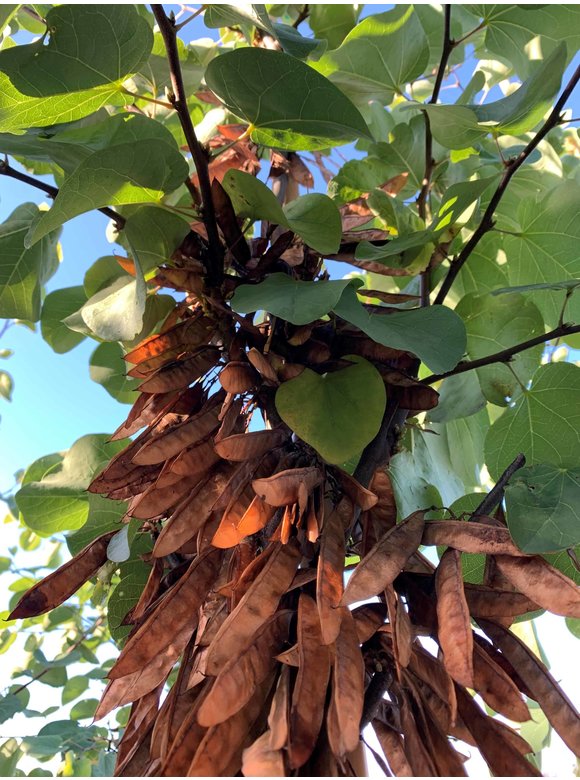 Gewönliche Judasbaum | Cercis siliquastrum Gewönliche Judasbaum | Cercis siliquastrum