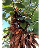 Gewönliche Judasbaum | Cercis siliquastrum