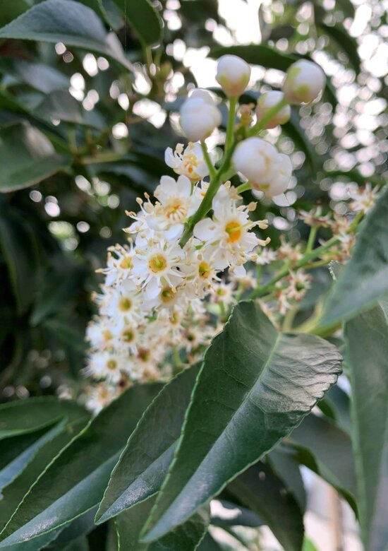 Portugiesische Lorbeerbaum Angustifolia | 3 J. Garantie - Venovi