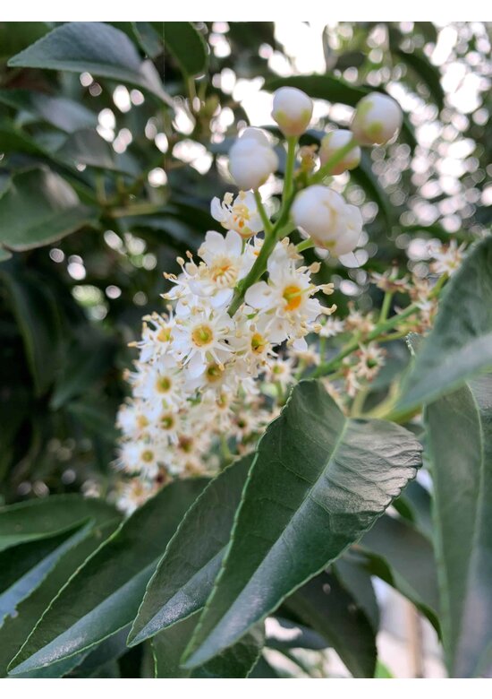 Portugiesische Lorbeerbaum | Prunus lusitanica 'Angustifolia'