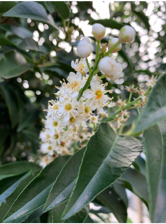 Portugiesische Lorbeerbaum | Prunus lusitanica 'Angustifolia' Portugiesische Lorbeerbaum | Prunus lusitanica 'Angustifolia'