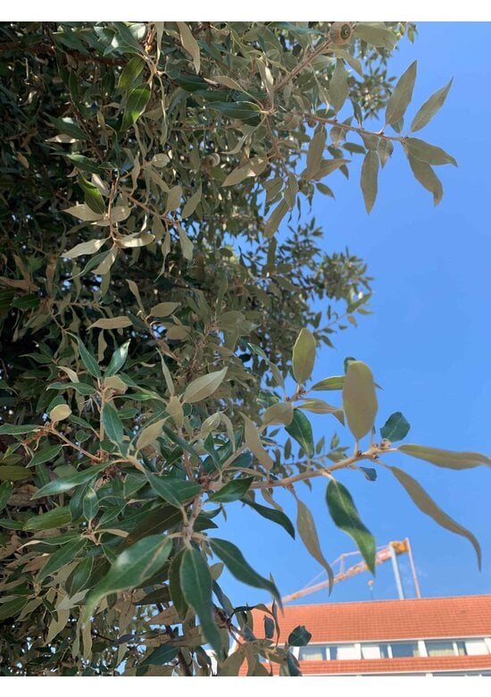 Stein-Eiche | Quercus ilex