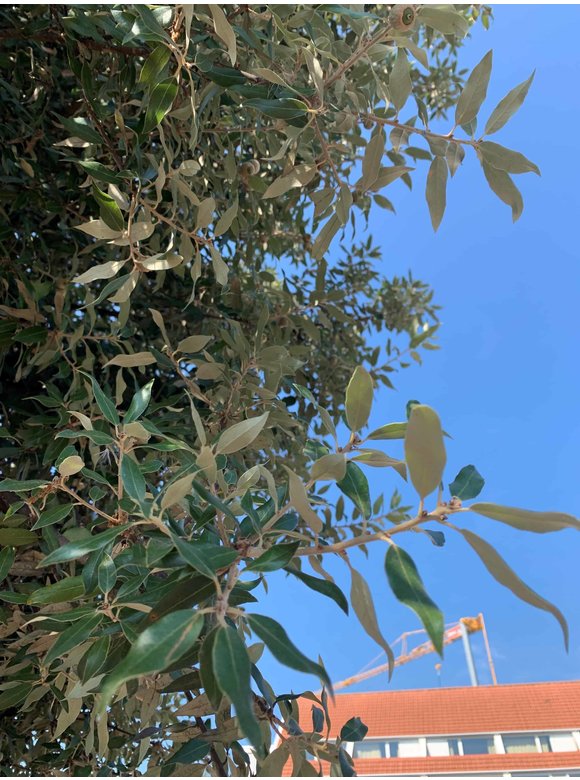 Stein-Eiche | Quercus ilex Stein-Eiche | Quercus ilex