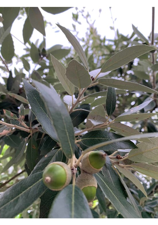Stein-Eiche - Spalierbaum | Quercus Ilex