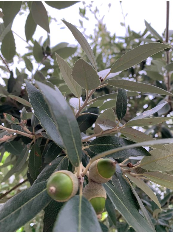 Stein-Eiche - Spalierbaum | Quercus Ilex Stein-Eiche - Spalierbaum | Quercus Ilex