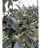 Stein-Eiche - Spalierbaum | Quercus Ilex