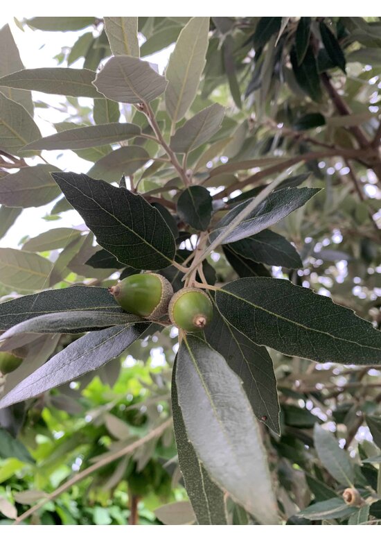 Stein-Eiche - Spalierbaum | Quercus Ilex