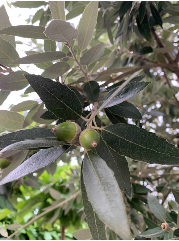 Stein-Eiche - Spalierbaum | Quercus Ilex Stein-Eiche - Spalierbaum | Quercus Ilex