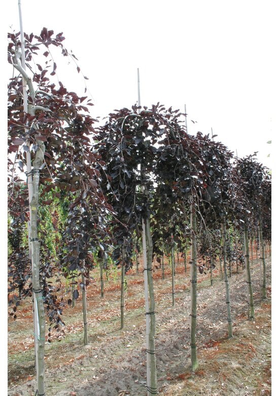 Schwarzrote Hängebuche 'Purpurea Pendula' | Fagus sylvatica 'Purpurea Pendula'