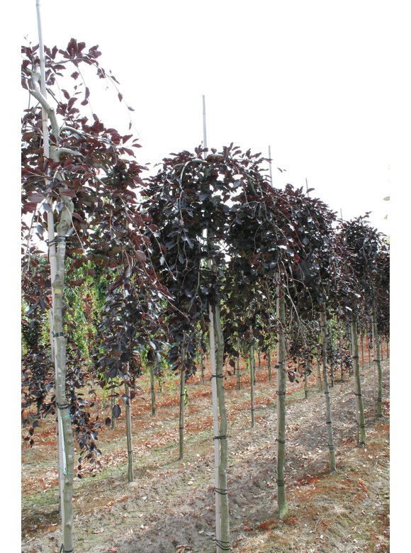 Schwarzrote Hängebuche 'Purpurea Pendula' | Fagus sylvatica 'Purpurea Pendula' Schwarzrote Hängebuche 'Purpurea Pendula' | Fagus sylvatica 'Purpurea Pendula'