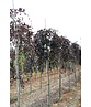 Schwarzrote Hängebuche 'Purpurea Pendula' | Fagus sylvatica 'Purpurea Pendula'