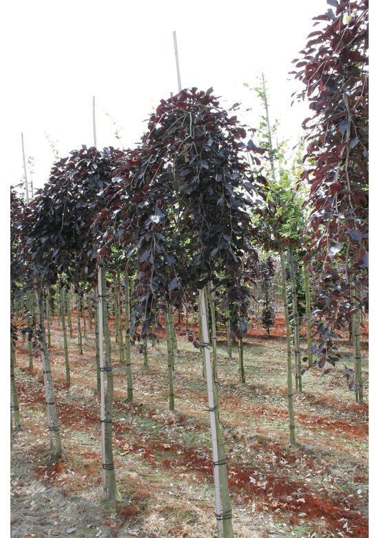 Schwarzrote Hängebuche 'Purpurea Pendula' | Fagus sylvatica 'Purpurea Pendula'