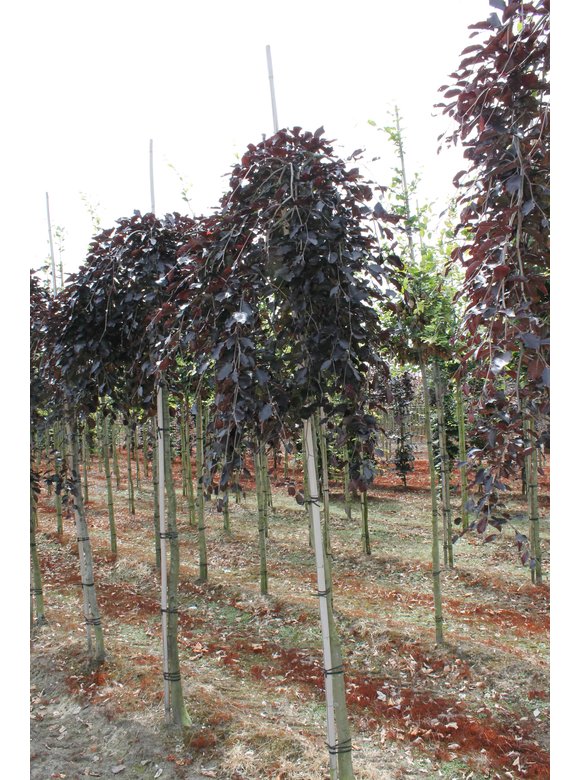 Schwarzrote Hängebuche 'Purpurea Pendula' | Fagus sylvatica 'Purpurea Pendula' Schwarzrote Hängebuche 'Purpurea Pendula' | Fagus sylvatica 'Purpurea Pendula'