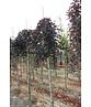Schwarzrote Hängebuche 'Purpurea Pendula' | Fagus sylvatica 'Purpurea Pendula'
