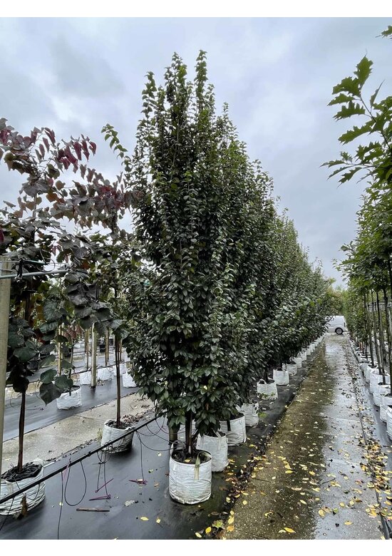 Säulen-Hainbuche 'Lucas' - Stammbusch | Carpinus betulus 'Lucas'