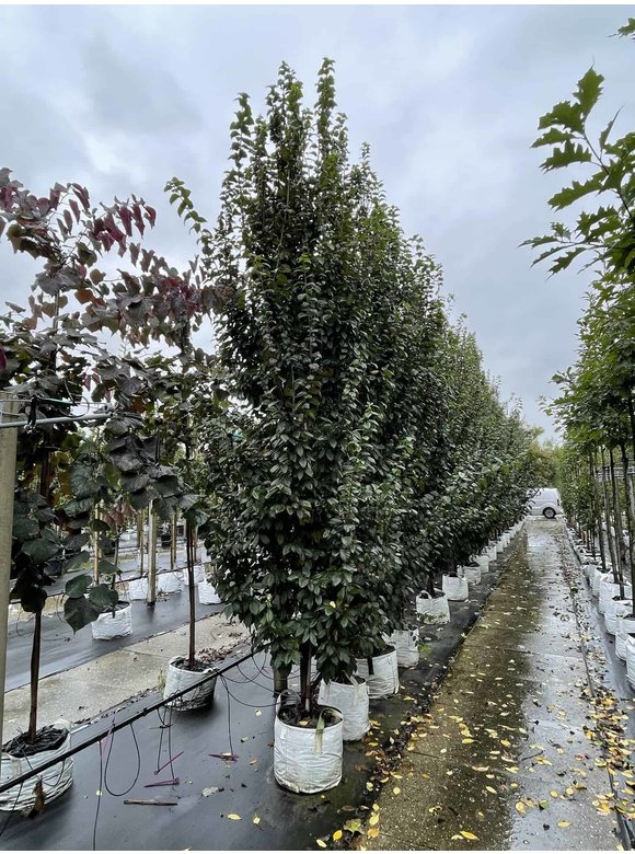 Säulen-Hainbuche 'Lucas' - Stammbusch | Carpinus betulus 'Lucas' Säulen-Hainbuche 'Lucas' - Stammbusch | Carpinus betulus 'Lucas'