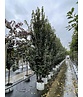 Säulen-Hainbuche 'Lucas' - Stammbusch | Carpinus betulus 'Lucas' Säulen-Hainbuche 'Lucas' - Stammbusch | Carpinus betulus 'Lucas'