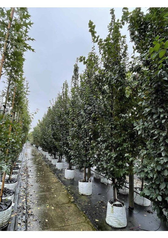 Säulen-Hainbuche 'Lucas' - Stammbusch | Carpinus betulus 'Lucas'