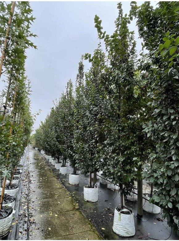 Säulen-Hainbuche 'Lucas' - Stammbusch | Carpinus betulus 'Lucas' Säulen-Hainbuche 'Lucas' - Stammbusch | Carpinus betulus 'Lucas'