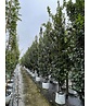Säulen-Hainbuche 'Lucas' - Stammbusch | Carpinus betulus 'Lucas' Säulen-Hainbuche 'Lucas' - Stammbusch | Carpinus betulus 'Lucas'