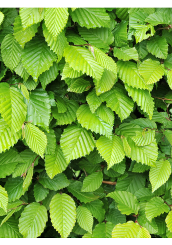 Hainbuche Hecke | Carpinus betulus
