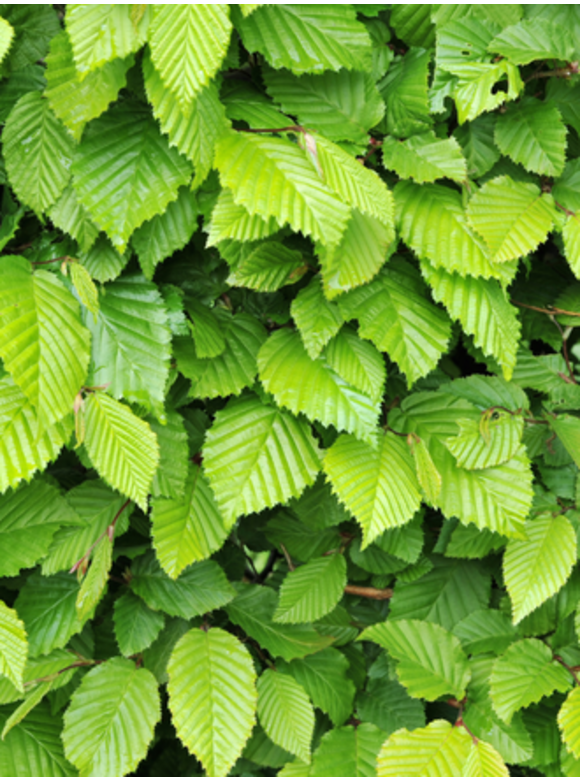 Hainbuche Wurzelware | Carpinus betulus Hainbuche Wurzelware | Carpinus betulus