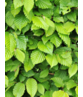 Hainbuche Hecke Wurzelware | Carpinus betulus